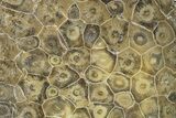 Polished Fossil Coral (Actinocyathus) - Morocco #90249-1